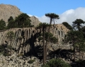 Tall specimens growing on basalt columns, near Rio Agrio, Neuquén province, Argentina.