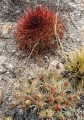 Red spines form (Mendoza province, Argentina)