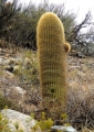 A tall columnar specimen (Mendoza province, Argentina)