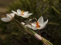 Flowers with a male horsefly.  Neuquén province, Argentina.