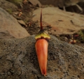 The seed of the Pehuén (Araucaria araucana)