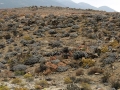 Large clumps at Carrizal Bajo, 03 Atacama, Chile.