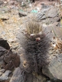Mature specimen at Huasco in coastal Atacama desert of northern Chile.