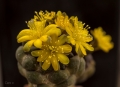 Cintia knizei is a very rare small alpine cactus native to the high Andes of Bolivia.