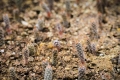 Seedling of cactus toumeya papyracantha