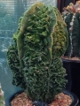 Astrophytum fukuriu (cauliflower ) Selected Flavio Agrosi'
