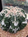 Astrophytum myriostigma cv,SUMIHIRO SAEKI fire works HANABI FUKURYU HEKIRAN