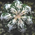 Astrophytum myriostigma cv,SUMIHIRO SAEKI fire works HANABI FUKURYU HEKIRAN