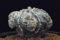 A.k.a. Astrophytum miriostigma cv. fukuriu hakuun ( Alexander Vox) Selected F. Agrosi (Italy)