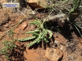Growing habit at Vredefort dome, Free State, South Africa.