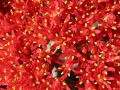 Crassula perfoliata var. falcata (Propeller Plant) flower close-up.
