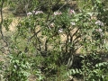 Bloming habit at Kruger National Park.