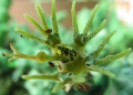 The involucres seem always to have only 3-4 glands, whilst in Euphorbia globosa there are constantly 5.