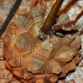 Dioscorea elephantipes develops a deeply corroded surface reminiscent of a tortoise shell.