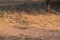 Adenium multiflorum. There might be a huge caudex under the soil. Kruger National Park.
