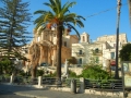 This palm is in Noto, Siracusa (Sicily), Italy