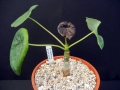 Jatropha podagrica — Seedling.