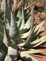 Aloe hereroensis. Northern Namibia.