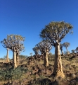 Aloe dichotoma forest. Namibia 2017.