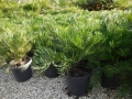 Zamia integrifolia (Sarasota form). Grown in 300 mm pots.
