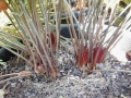 Zamia integrifolia (Sarasota form). Grown in 300 mm pots. Photo by Cycad International. https://www.facebook.com/Cycads