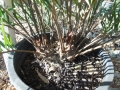 Zamia integrifolia (Palatka Giant). Photo by Cycad International. https://www.facebook.com/Cycads