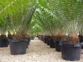 Potted specimens at Cycad International,  Katherine, Northern Territory, Australia.