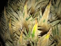 Yellow-tomentose to brown-tomentose megasporophylls. up to 20-22 cm long