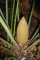Developing male cone in Joe's Cycad Gardens. From the island of Luzon The Philippines.