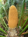 Male cone in Joe's Cycad Gardens. From the island of Luzon The Philippines.