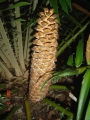 Male cone in Joe's Cycad Gardens.