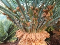 This is the Blueish type. I missed pollinating the last seed flush so the seeds won't be viable. At Cycad International.