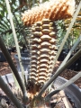 Receptive female cone being pollinated with a mature male cone which is dehiscing pollen.