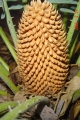 Cycas sp. Kimbolton (sp. nov. perrieri). Male cone.
