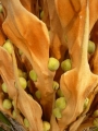 Cycas seemannii female (Megasporophylls).
