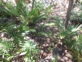 Zamia encephaloides group in Jurassic Cycad Gardens.