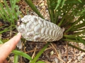 Zamia inermis growing in Jurassic Cycad gardens. Female cones with viable seeds.