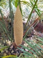 Male Cone. At Pollen Dehiscing stage.