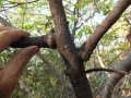 The swollen connections of the branches to the trunk seem to be a characteristic of this plant.
