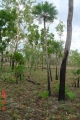 Cycas armstrongii in habitat. South of Darwin in the Northern Territory of Australia.