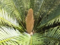 This was grown from seeds that I collected from Habitat on Cycad Research Expedition with Ken Hill.