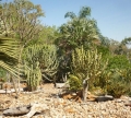 Jurassic Cycad Gardens, Katherine, Northern Territory, Australia.