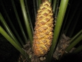 Male cone at pollen dehiscing stage.