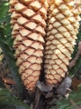 Male cones at dehishing stage.