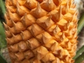 Cycas thouarsii, male cone.