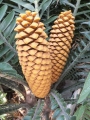 Encephalartos kisambo, Male cones.