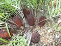 Female cones.