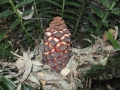 Encephalartos hildebrandtii. Female cone with mature seeds.