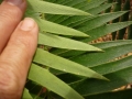Encephalartos heenanii showing the corrigation or raised veins on the underside of the leaf.
