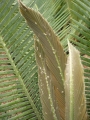 Dioon edule new fronds.